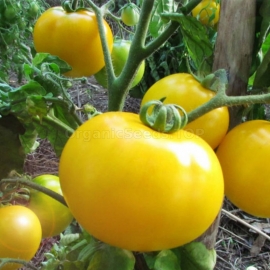 «Selena» - Organic Tomato Seeds