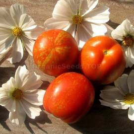 «Scabitha» - Organic Tomato Seeds