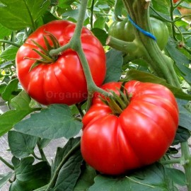 «Tomande» - Organic Tomato Seeds