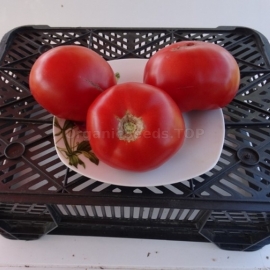 «Toptygin» - Organic Tomato Seeds