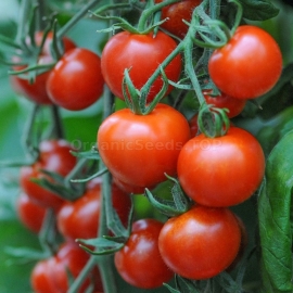 «Lucky» - Organic Tomato Seeds
