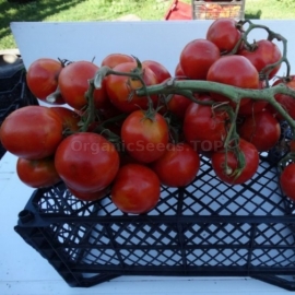 «Juliana» - Organic Tomato Seeds