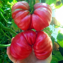 «Juwel» - Organic Tomato Seeds
