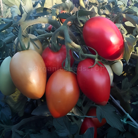 «Juncker» - Organic Tomato Seeds