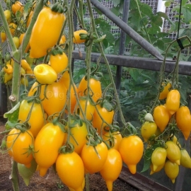 «Golden Canary» - Organic Tomato Seeds