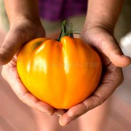 «German Orange Strawberry» - Organic Tomato Seeds
