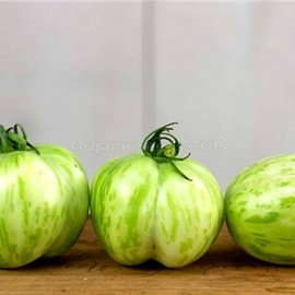 «Green Bell Pepper» - Organic Tomato Seeds