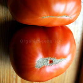 «Pride of Siberia» - Organic Tomato Seeds
