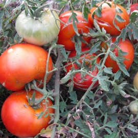 «Ti-mor» - Organic Tomato Seeds