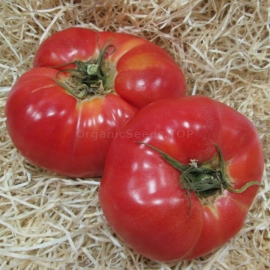 «Azerbaijani» - Organic Tomato Seeds