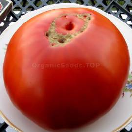 «Australian Red» - Organic Tomato Seeds