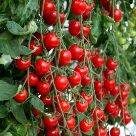 «Tomatoberry» - Organic Tomato Seeds