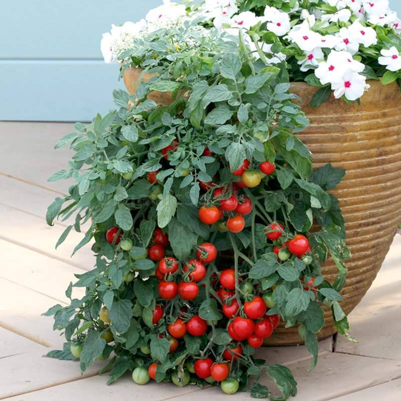 «Tumbling Tom» - Organic Tomato Seeds - Shipping is free for orders ...