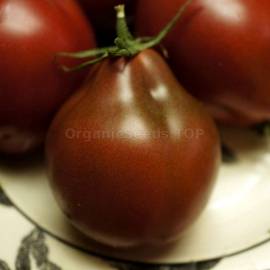 Wine Jug Tomato 10 Seeds!!! Plum-shaped Fruits with Complex Sweet Flavour 
