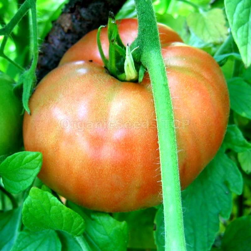 Bear Claw Organic Tomato Seeds Shipping Is Free For Orders Over 35