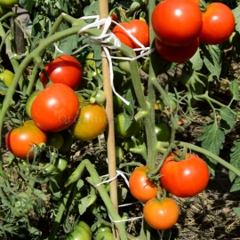 «Broody» - Organic Tomato Seeds