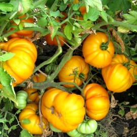 «Izmail ribbed» - Organic Tomato Seeds