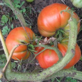 «Yarik» - Organic Tomato Seeds