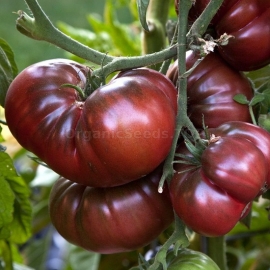 «Sweetie» - Organic Tomato Seeds
