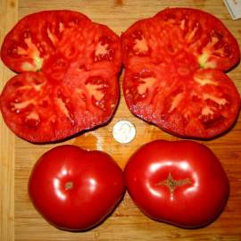 «Grandfather Ashlock» - Organic Tomato Seeds