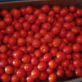 «Solerosso» - Organic Tomato Seeds