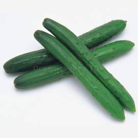 «Chinese Wonder» - Organic Cucumber Seeds
