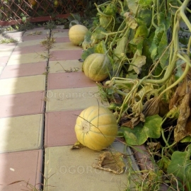 «Cantaloupe» - Organic Melon Seeds