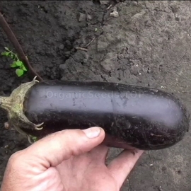«Vera» - Organic Eggplant Seeds