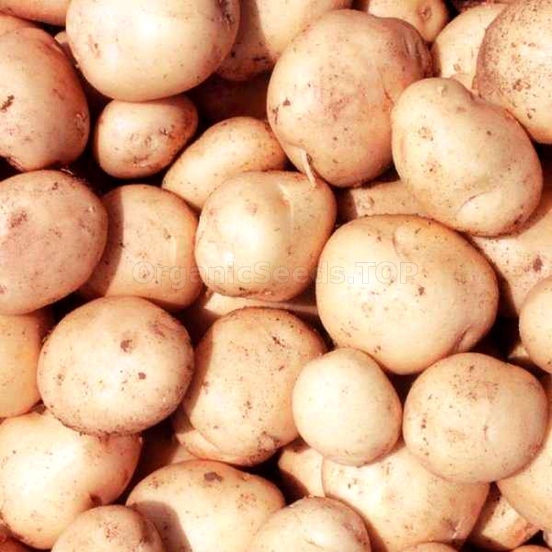 Сорт картофеля розалинда фото и описание