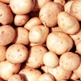 «Milena» - Organic Potato Seeds