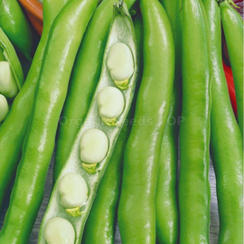 «Dangling green» - Organic Bean Seeds