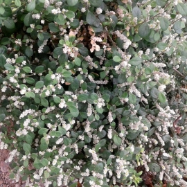 Organic Mountain Knotgrass Seeds (Aerva Lanata)