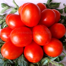 «Naddnipriansky» - Organic Tomato Seeds