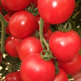 «Odessa pearl» - Organic Tomato Seeds