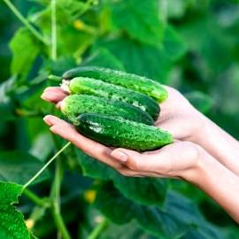 «Fenix Plus» - Organic Cucumber Seeds