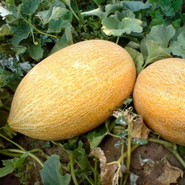 «Dana» - Organic Melon Seeds