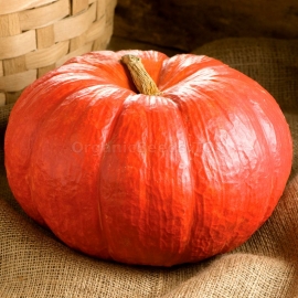 «Rouge Vif D'Etampes» - Organic Pumpkin Seeds