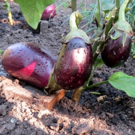 «Mishutka» - Organic Eggplant Seeds