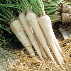 «Hilmar» - Organic Root Parsley Seeds