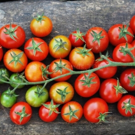 «Barberry» - Organic Tomato Seeds