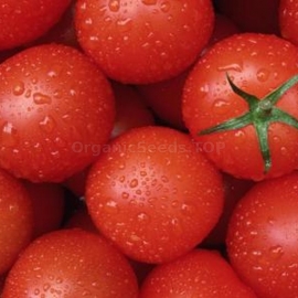 «Record-holder» - Organic Tomato Seeds