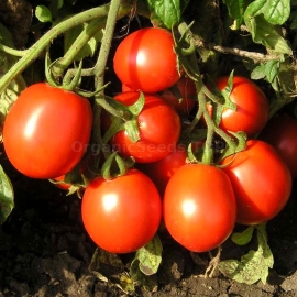 «Ranovik» - Organic Tomato Seeds