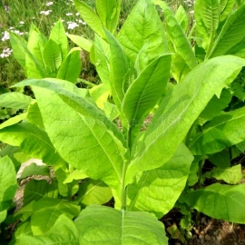 «Crimean» Heirloom Tobacco Seeds