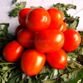 «Sarmatian» - Organic Tomato Seeds