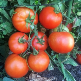 «Region» - Organic Tomato Seeds