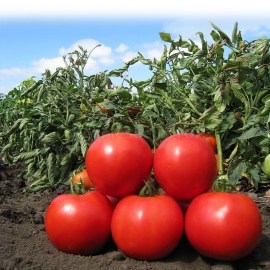 «Time» - Organic Tomato Seeds