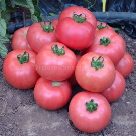 «Pinkish» - Organic Tomato Seeds