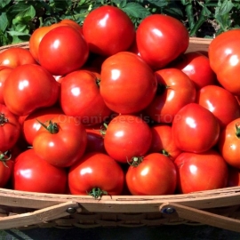 «Forward» - Organic Tomato Seeds