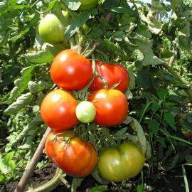 «Asteroid» - Organic Tomato Seeds
