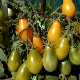 «Piadrops» - Organic Tomato Seeds